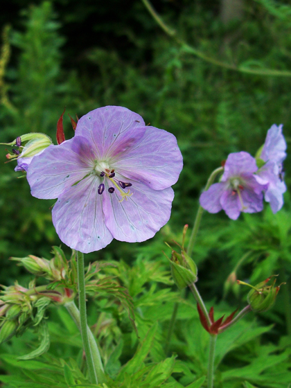 Pink Meadow Cranesbill